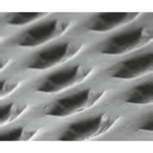 cytoplast ti250 micro